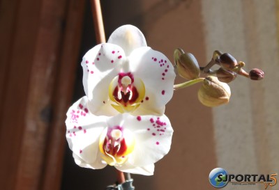 Orchidée2.jpg