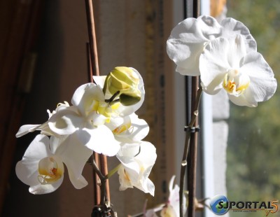 Orchidée1.jpg