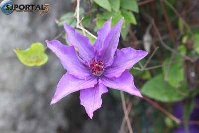 fleur-violette.jpg