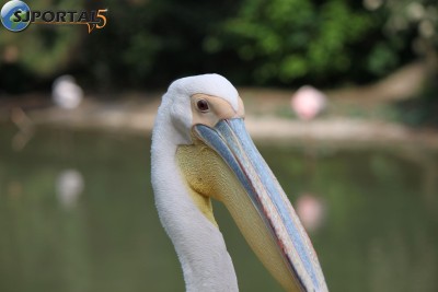 pelican3.jpg
