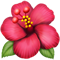 :hibiscus: