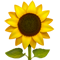 :sunflower: